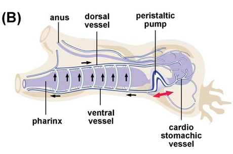 La digestión en Hemicordados La digestión en Hemicordados