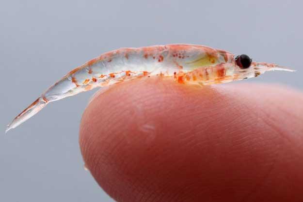 krill