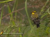 Suirirí amarillo (Yellow-browed tyrant)