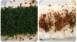 Las plantas no crecen al lado del wifi