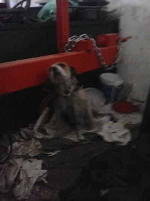 URGENTE!!: Perrita preñada en condiciones lamentables...