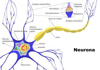 Consejos para prevenir la degeneración de las neuronas