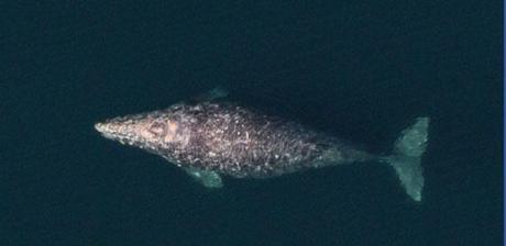 ballena gris durante su migración