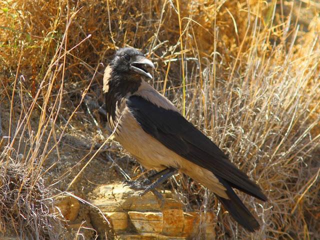 EFESO TURQUIA-CULTURA Y AVES?,PUES SI.