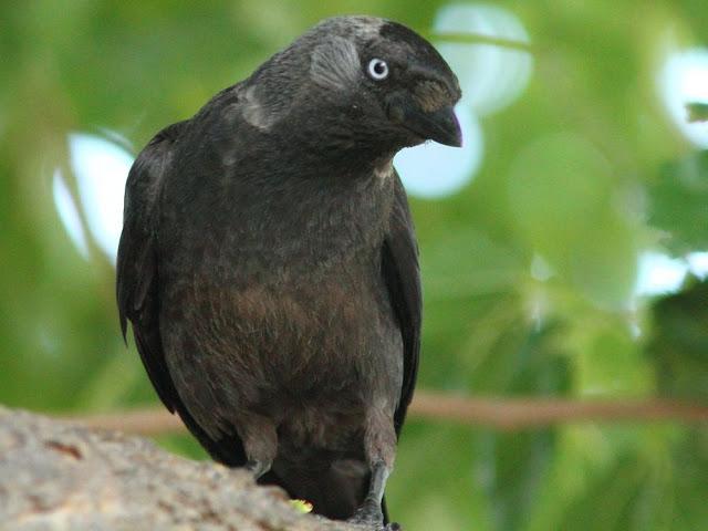 EFESO TURQUIA-CULTURA Y AVES?,PUES SI.