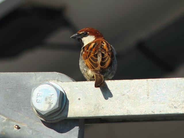 EFESO TURQUIA-CULTURA Y AVES?,PUES SI.