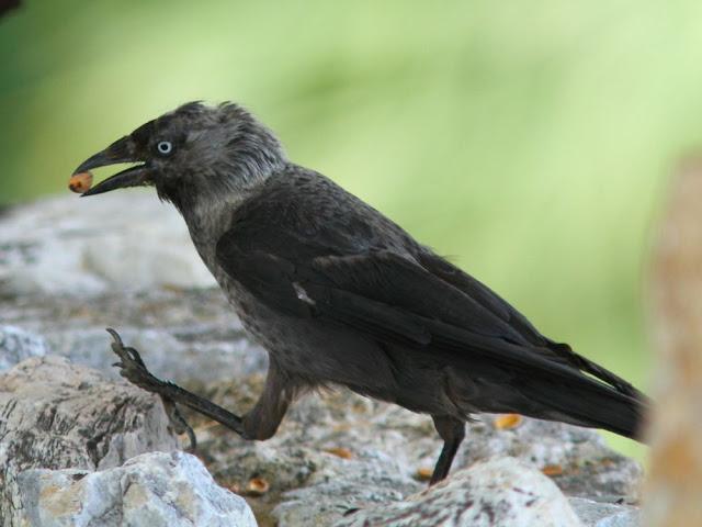 EFESO TURQUIA-CULTURA Y AVES?,PUES SI.