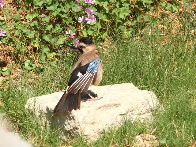 EFESO TURQUIA-CULTURA Y AVES?,PUES SI.