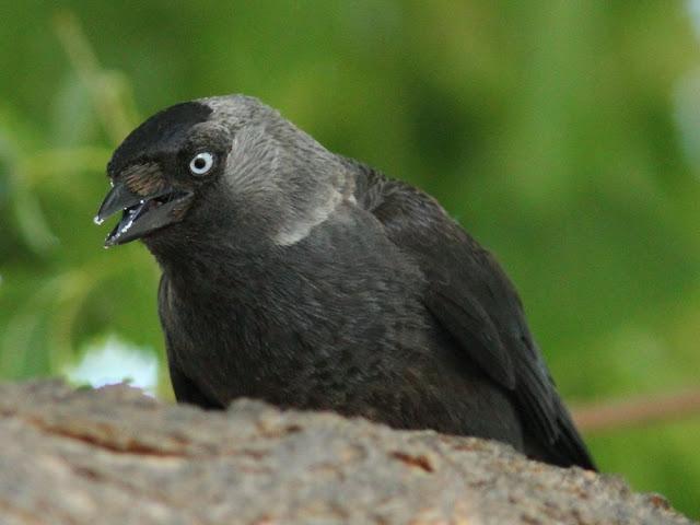 EFESO TURQUIA-CULTURA Y AVES?,PUES SI.