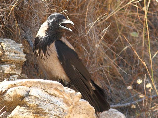 EFESO TURQUIA-CULTURA Y AVES?,PUES SI.