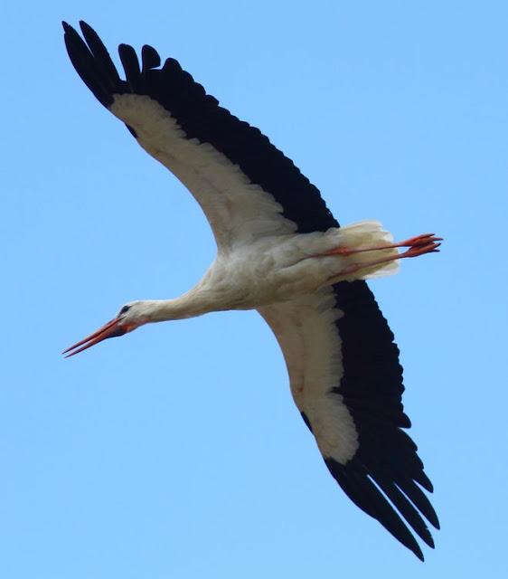 EFESO TURQUIA-CULTURA Y AVES?,PUES SI.