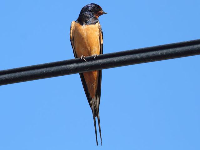 EFESO TURQUIA-CULTURA Y AVES?,PUES SI.