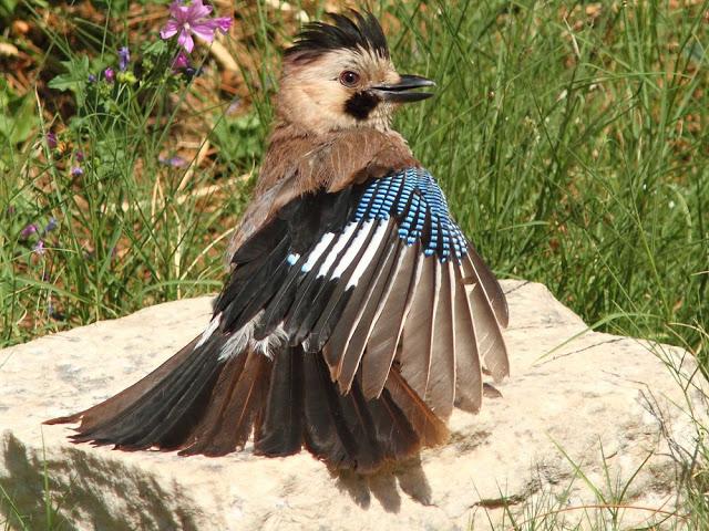 EFESO TURQUIA-CULTURA Y AVES?,PUES SI.