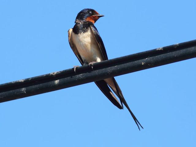 EFESO TURQUIA-CULTURA Y AVES?,PUES SI.