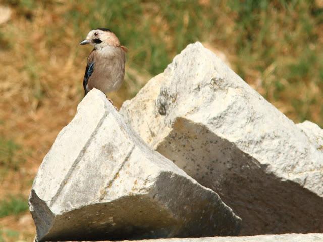 EFESO TURQUIA-CULTURA Y AVES?,PUES SI.