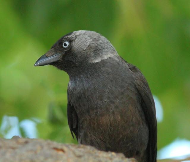 EFESO TURQUIA-CULTURA Y AVES?,PUES SI.