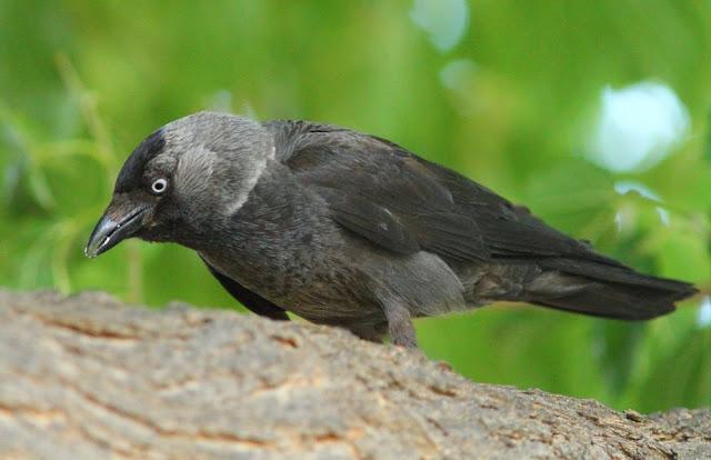 EFESO TURQUIA-CULTURA Y AVES?,PUES SI.