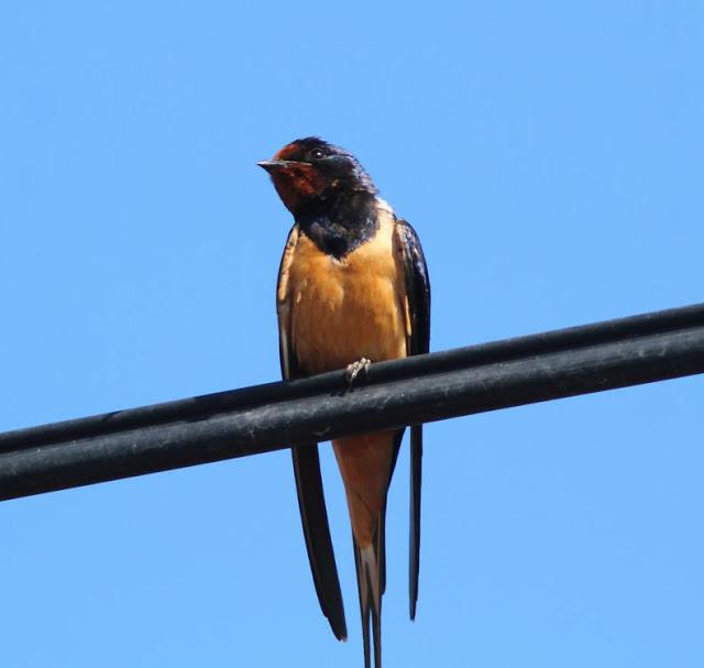 EFESO TURQUIA-CULTURA Y AVES?,PUES SI.