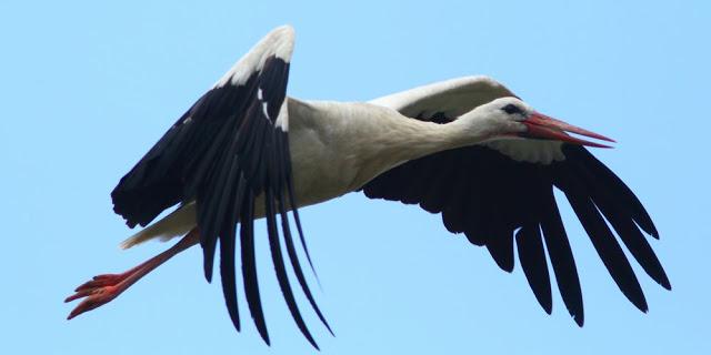 EFESO TURQUIA-CULTURA Y AVES?,PUES SI.