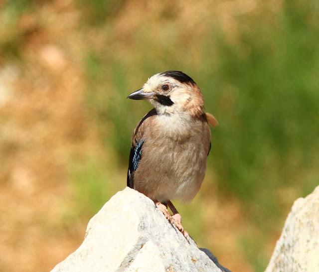 EFESO TURQUIA-CULTURA Y AVES?,PUES SI.