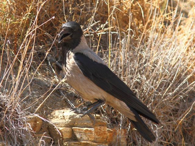 EFESO TURQUIA-CULTURA Y AVES?,PUES SI.