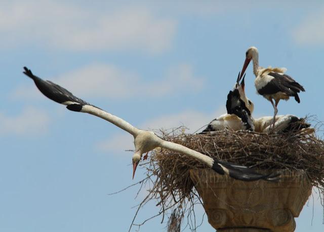 EFESO TURQUIA-CULTURA Y AVES?,PUES SI.