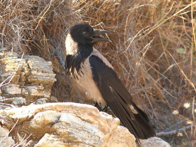 EFESO TURQUIA-CULTURA Y AVES?,PUES SI.