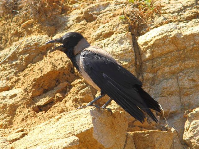 EFESO TURQUIA-CULTURA Y AVES?,PUES SI.