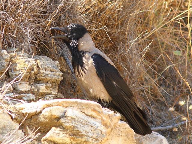 EFESO TURQUIA-CULTURA Y AVES?,PUES SI.