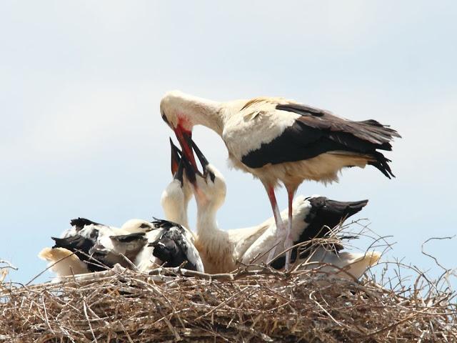 EFESO TURQUIA-CULTURA Y AVES?,PUES SI.
