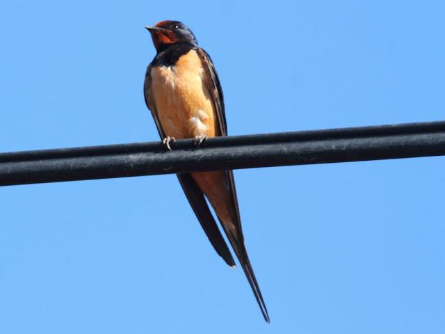 EFESO TURQUIA-CULTURA Y AVES?,PUES SI.