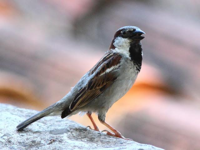 EFESO TURQUIA-CULTURA Y AVES?,PUES SI.