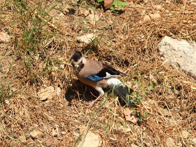 EFESO TURQUIA-CULTURA Y AVES?,PUES SI.