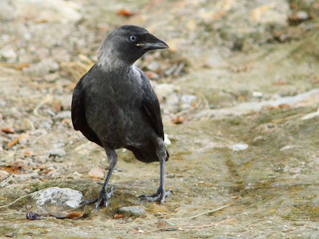 EFESO TURQUIA-CULTURA Y AVES?,PUES SI.