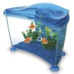 El regalo de fin de curso más original: Una pecera El regalo de fin de curso más original: Una pecera