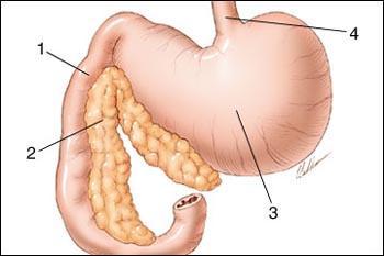 Otras funciones del páncreas