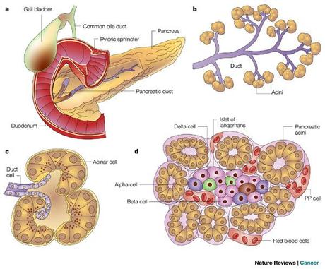 Enzimas digestivas del páncreas