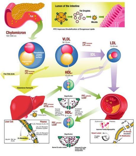 Enzimas digestivas del páncreas