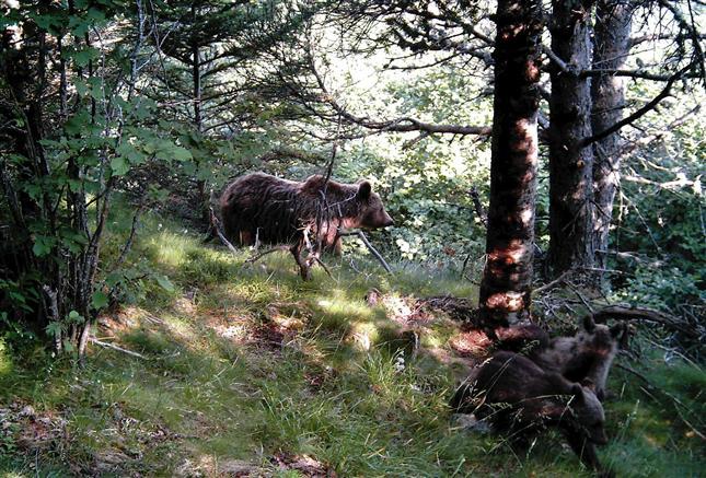 Despiertan los osos del Pirineo