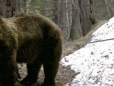 Despiertan osos Pirineo