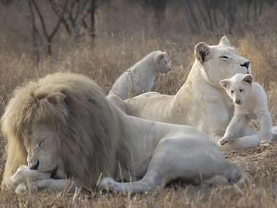 El león blanco