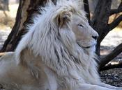 león blanco