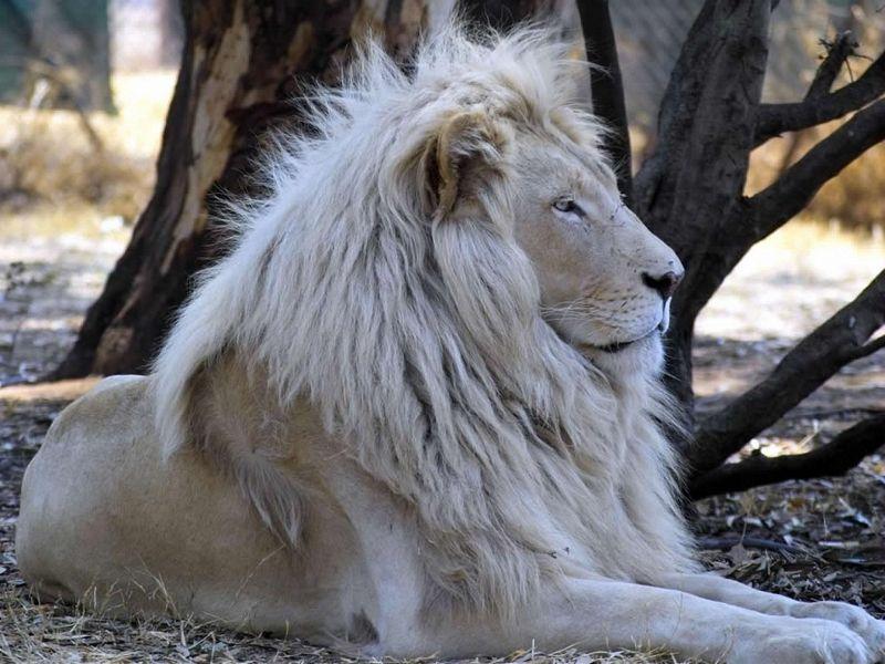 El león blanco