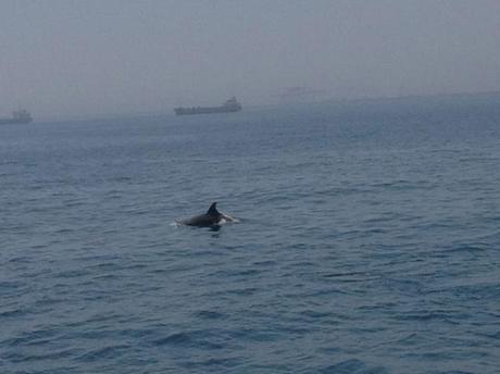 Delfines en Barcelona