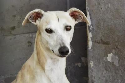 TIENEN LOS DÍAS CONTADOS!! 19 GALGOS EN LA PERRERA DE MAIRENA DEL ALJARAFE. (SEVILLA)