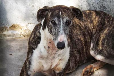 TIENEN LOS DÍAS CONTADOS!! 19 GALGOS EN LA PERRERA DE MAIRENA DEL ALJARAFE. (SEVILLA)