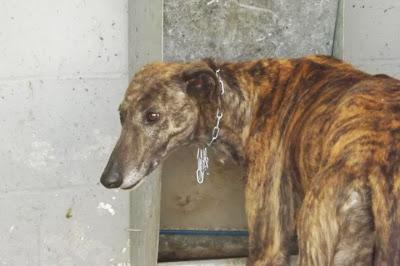 TIENEN LOS DÍAS CONTADOS!! 19 GALGOS EN LA PERRERA DE MAIRENA DEL ALJARAFE. (SEVILLA)