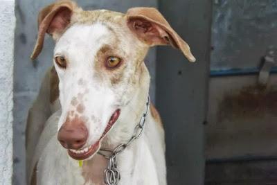 TIENEN LOS DÍAS CONTADOS!! 19 GALGOS EN LA PERRERA DE MAIRENA DEL ALJARAFE. (SEVILLA)