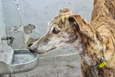 TIENEN LOS DÍAS CONTADOS!! 19 GALGOS EN LA PERRERA DE MAIRENA DEL ALJARAFE. (SEVILLA)