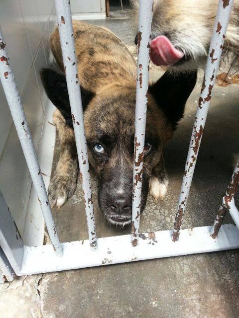 RUFO PENDE DE UN HILO.